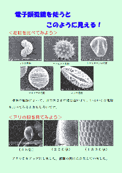 ポスター：電子顕微鏡で見た花粉や身近なもの