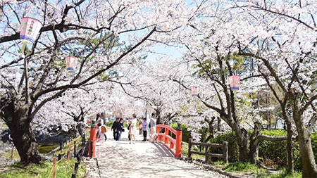 写真：桜まつり