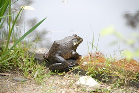 写真：ウシガエル