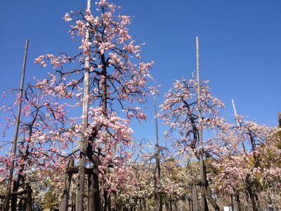 写真:しだれ梅