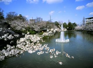 写真：桜（亀城公園）