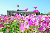 写真：フローラルガーデンよさみに咲くコスモスの写真