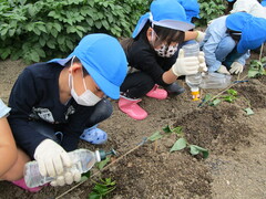 写真:苗植えの様子