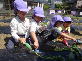 写真：さつまいも苗植えのようす