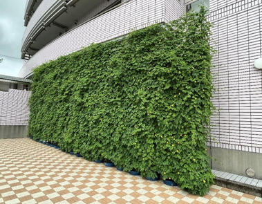 写真:事業所部門最優秀賞のグリーンカーテン