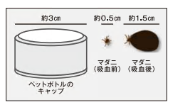 マダニ