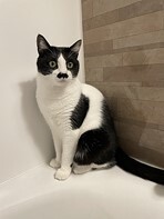 猫写真