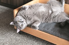 猫写真