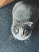 猫写真