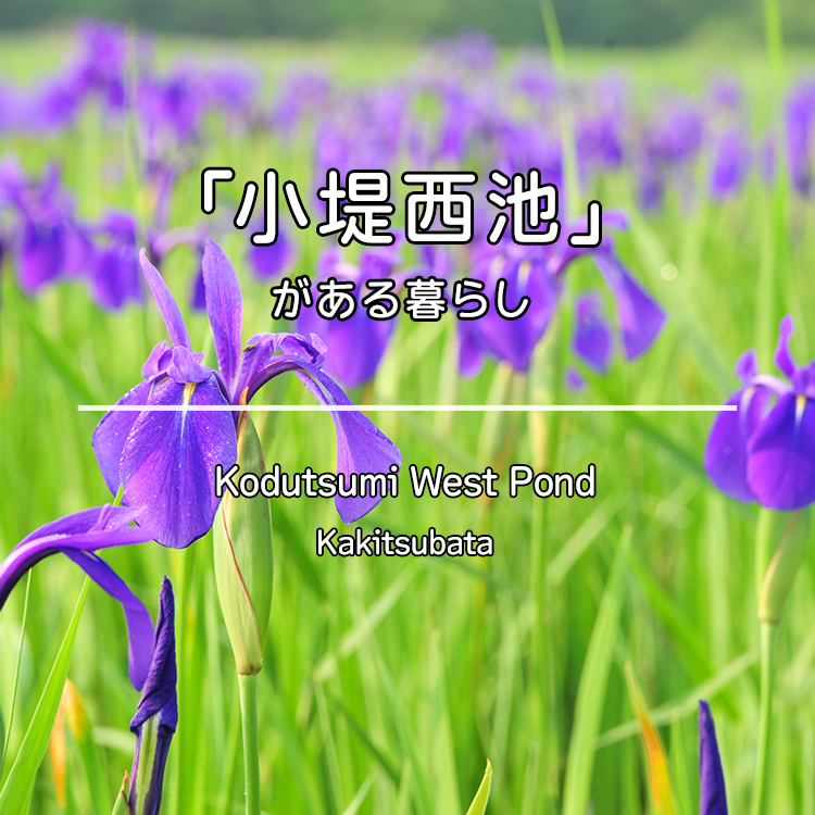 小堤西池のかきつばたの写真