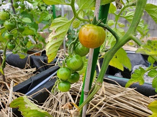 写真:野菜
